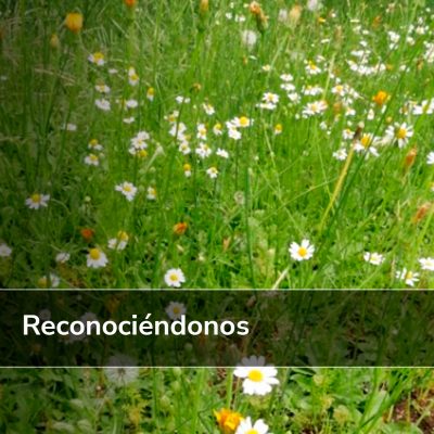 Reconociéndonos