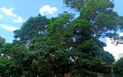 Jardinería en la casa de Retiro de Santa Cruz